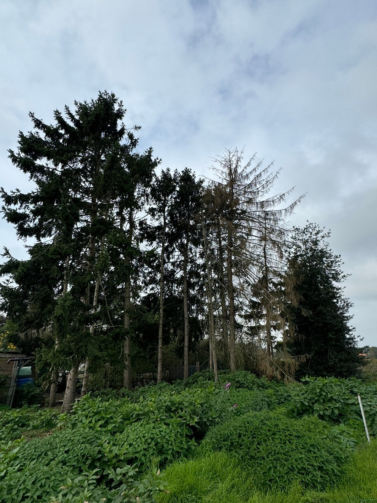 Gratis stookhout/bomen, Ophalen
