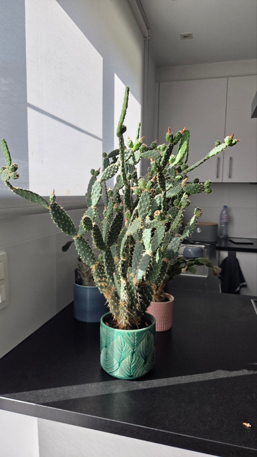 Cactus Opuntia Quitensis, Maison & Meubles, Plantes d'intérieur, Cactus, Enlèvement