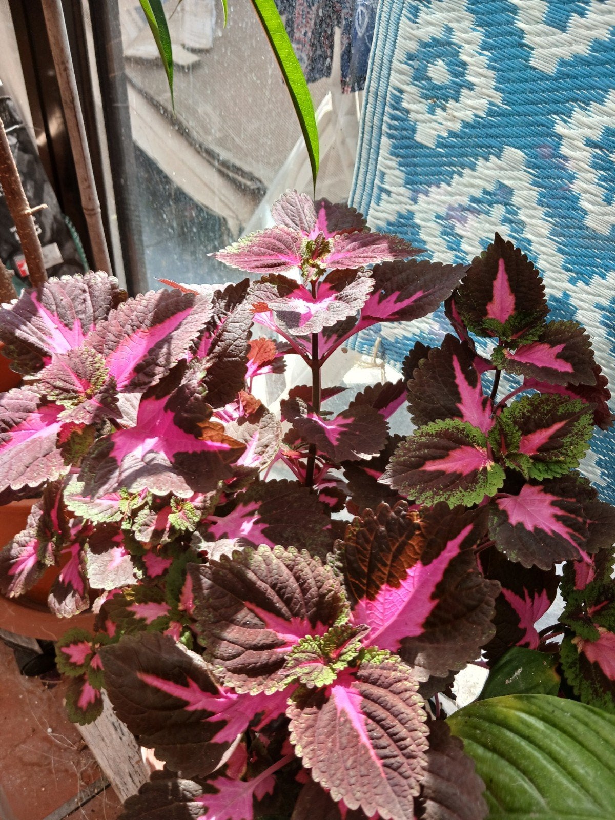 mooi plant, Tuin en Terras, Ophalen of Verzenden