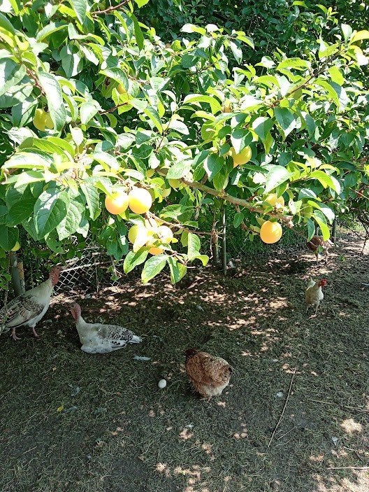 Maribelle pruimen 2kg., Ophalen