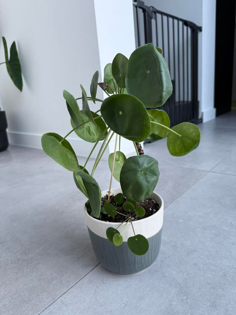 Pannenkoekenplant, Huis en Inrichting, Kamerplanten, Ophalen