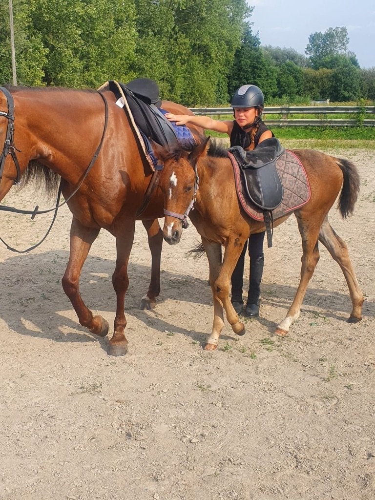 Excellent jument poulinières, Animaux & Accessoires, Chevaux, Jument, Débourré, Moins de 160 cm, 11 ans ou plus, Cheval de récréation