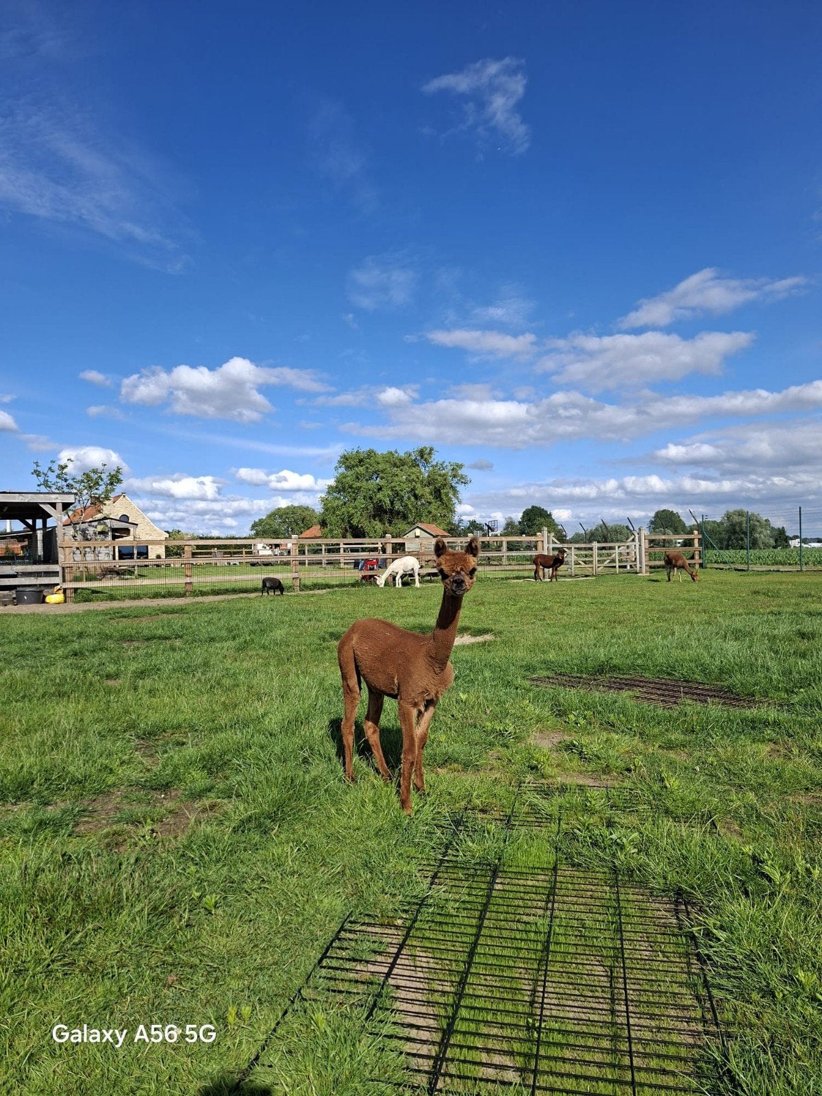 Alpaca hengstje, Dieren en Toebehoren, Merrie, Gechipt
