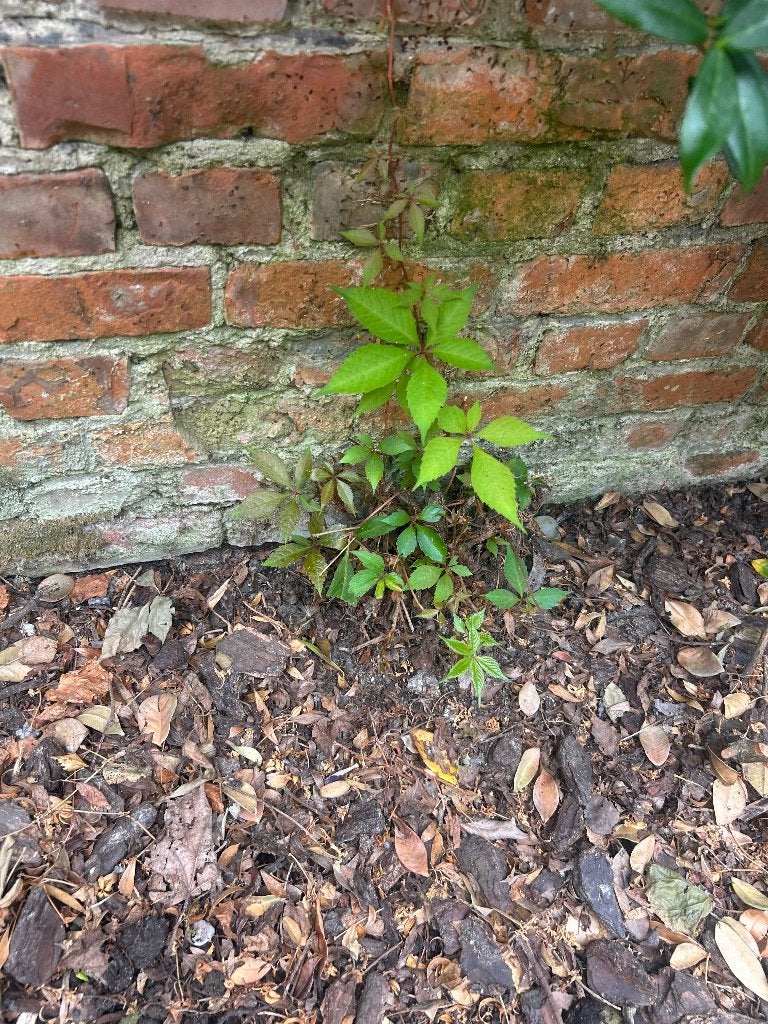 6 stammen wilde wingerd, Tuin en Terras, Planten | Tuinplanten, Ophalen, Lente, Vaste plant, Klimplanten