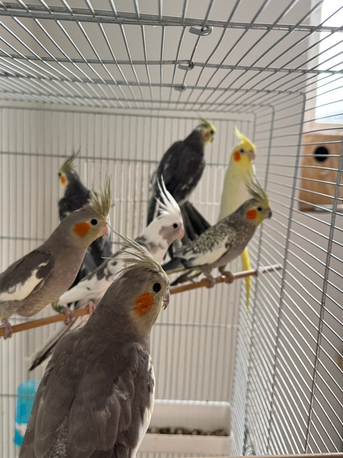 Calopisette te koop