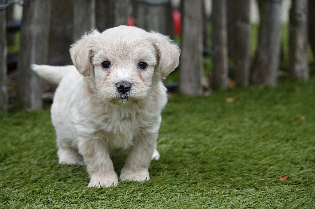 Prachtige Maltipoo pups (Crème), Dieren en Toebehoren, België, Overige rassen, CDV (hondenziekte), 8 tot 15 weken
