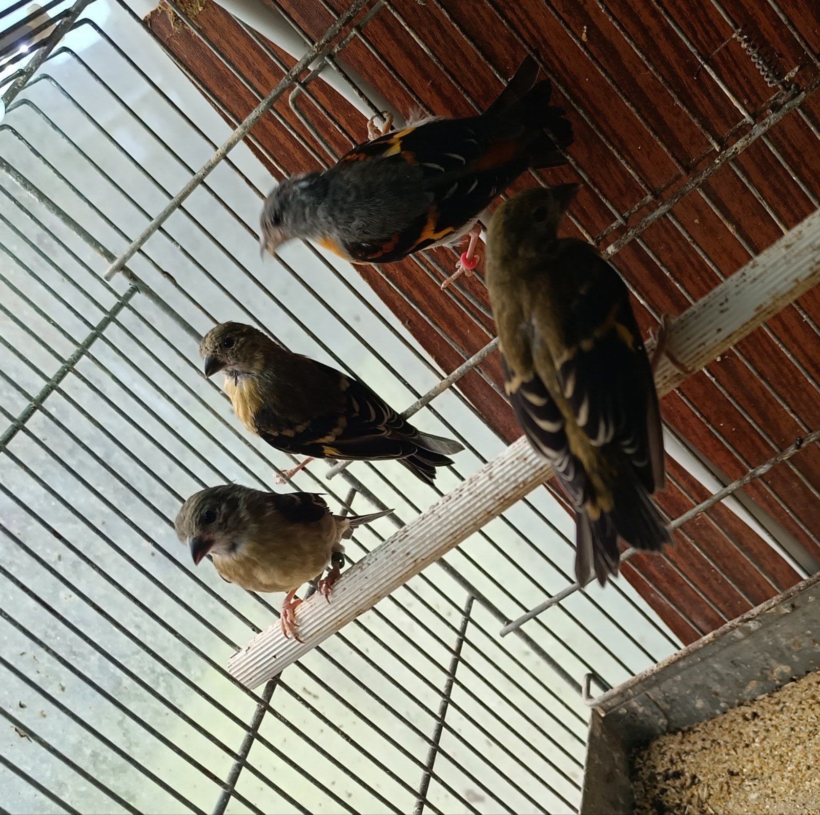 Kanaries, Dieren en Toebehoren, Vogels | Kanaries