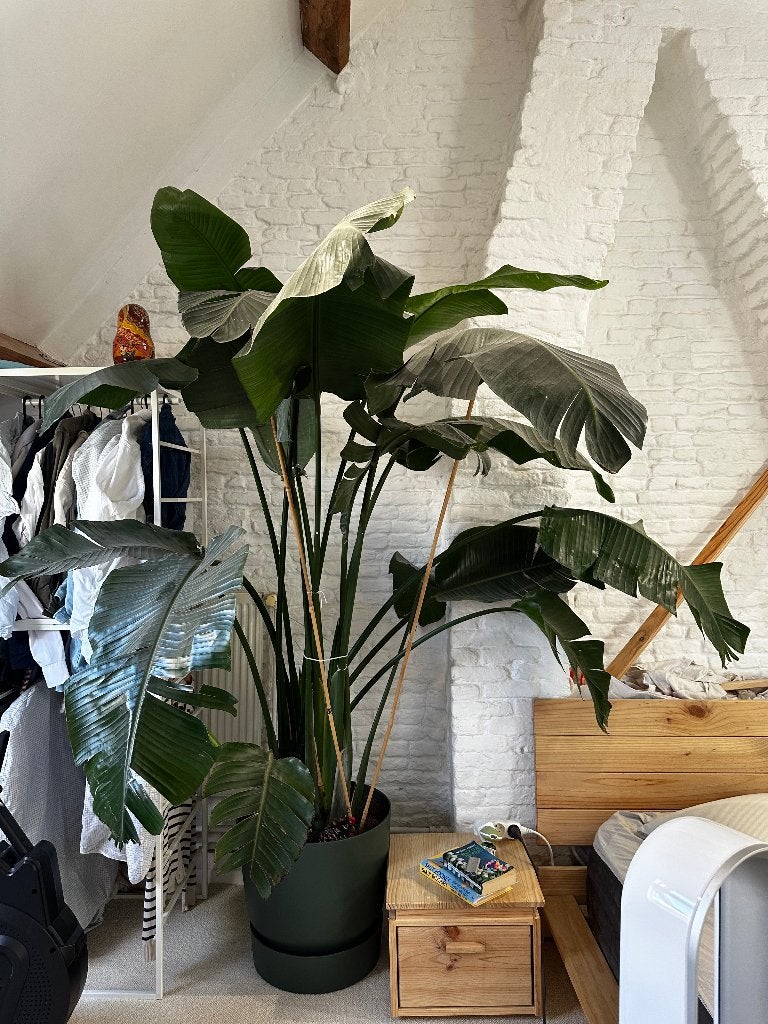 Plante oiseau du paradis, Ophalen