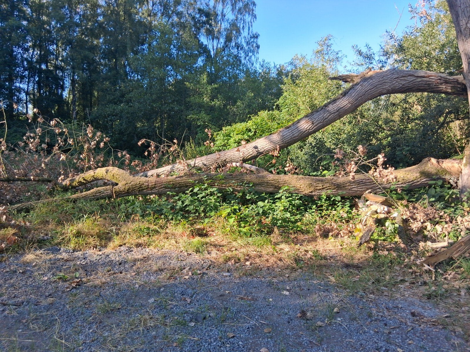 hout ter plaatse zagen of opladen, Enlèvement