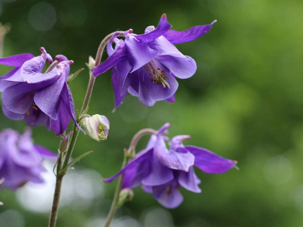 akelei   in   pot   een 7  tal, Tuin en Terras, Ophalen, Vaste plant