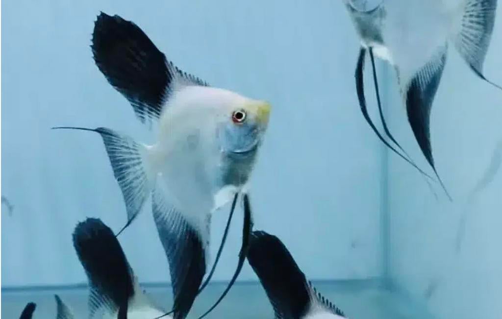 Siamese Maanvis - Pterophyllum Scalare - Exclusief!, Vis, Zoetwatervis, Schoolvis