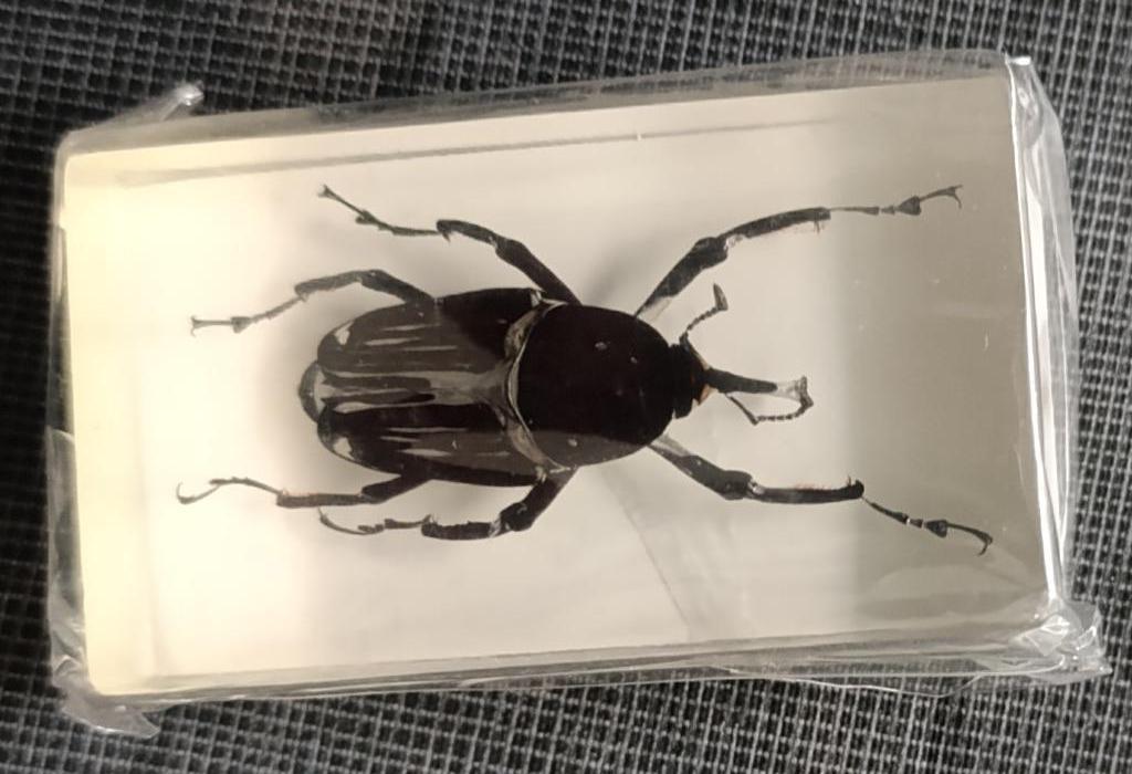 Snuitkever in Kunsthars, Ophalen, Nieuw, Insect, Opgezet dier