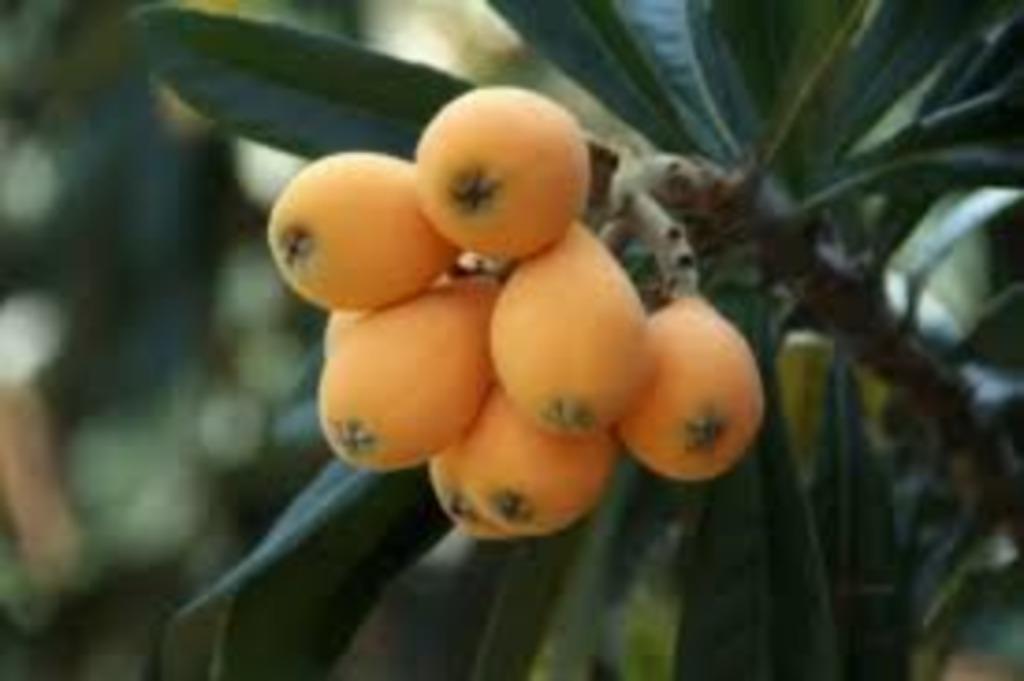 Ériobotrie, Jardin & Terrasse, Plantes | Arbres fruitiers, Enlèvement