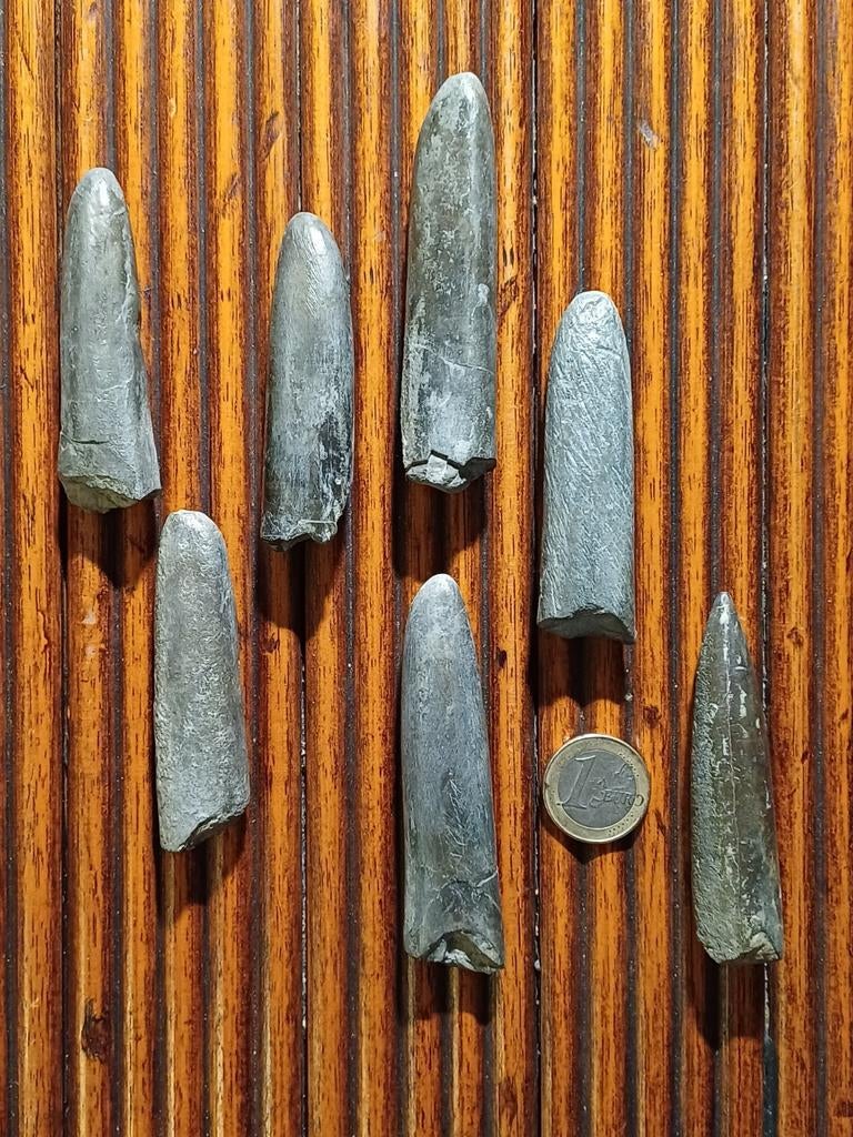 Bélemnites - Calamar fossile à dix bras, Enlèvement ou Envoi, Fossile