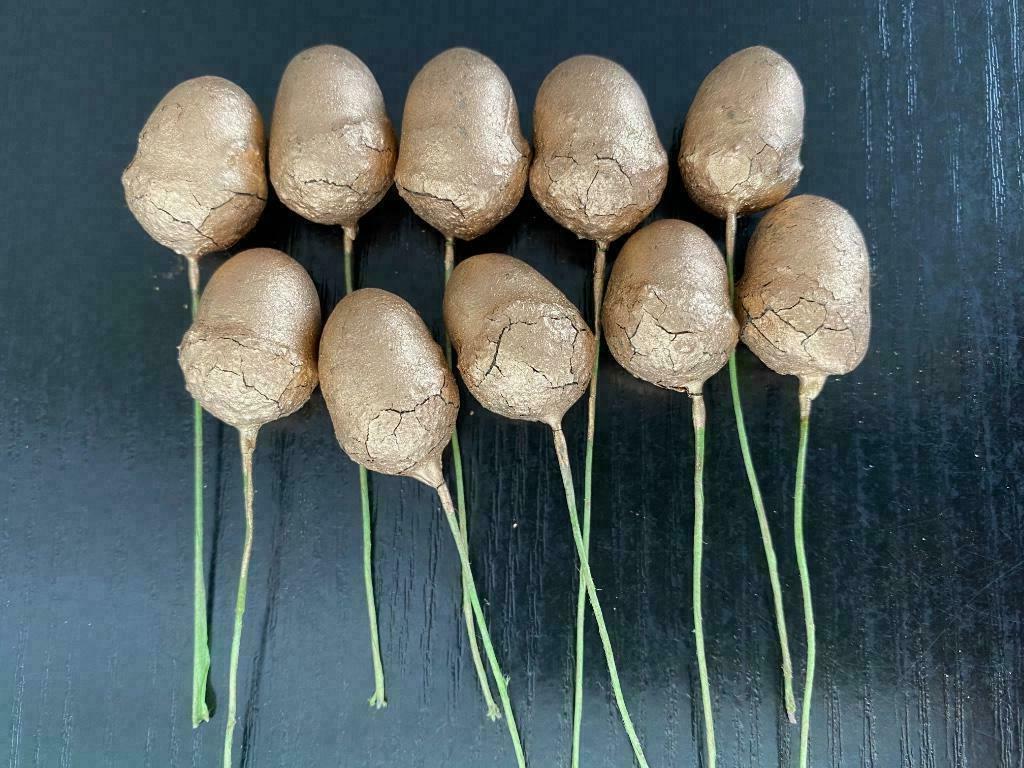 Kerstdecoratie - set van 10 vergulde eikels, Ophalen of Verzenden, Nieuw