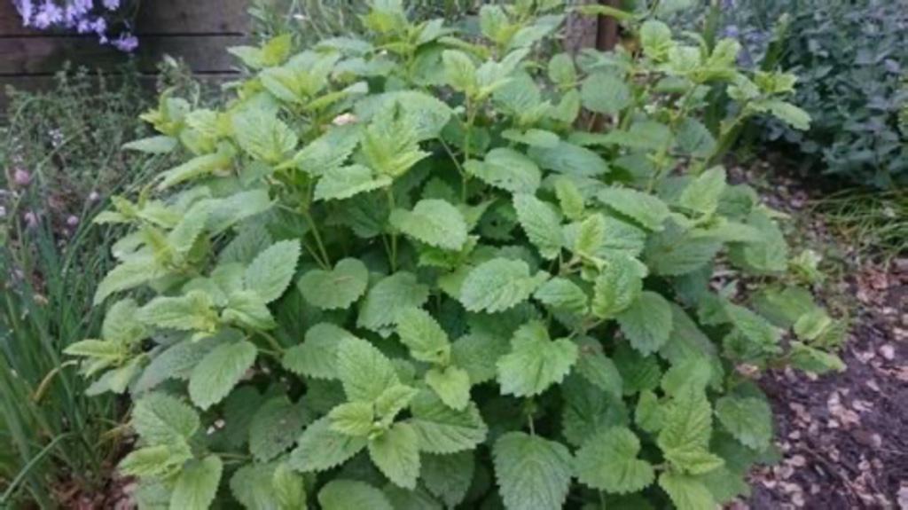 Citroenmelisse, Tuin en Terras, Planten | Tuinplanten, Ophalen of Verzenden