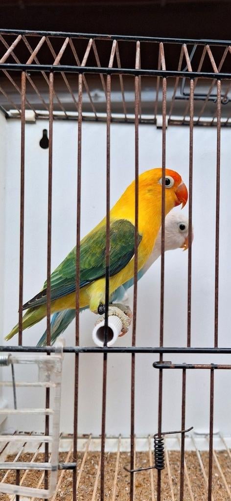 Agaporniden ficheries, Dieren en Toebehoren