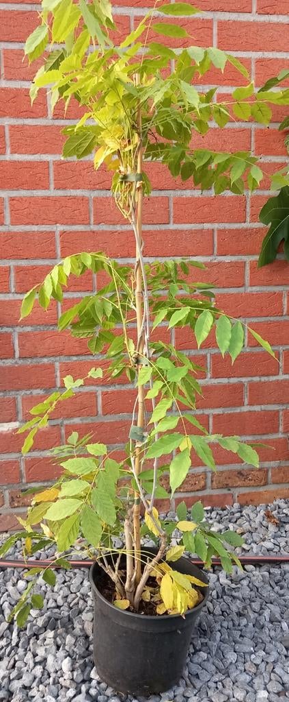 Jolies plantes de GLYCINE (WISTERIA sin), 1,5 meter ! 16€/pc, Enlèvement ou Envoi, En pot, 100 à 250 cm, Autres espèces