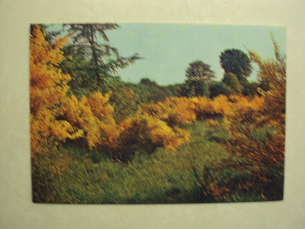 55047 - ARDENNES BELGES - GENETS EN FLEURS - ZIE 2 FOTO'S, Collections, Cartes postales | Belgique, Envoi