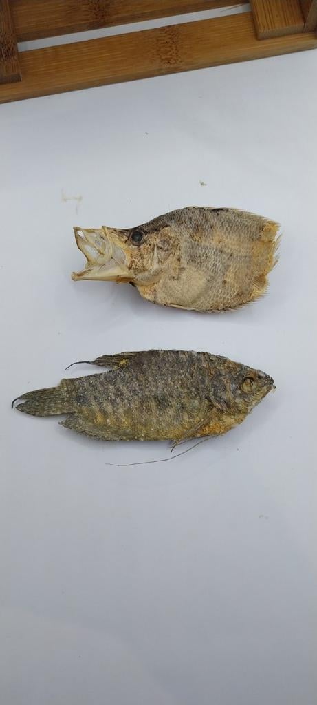 Poissons conservés pour collectionneur