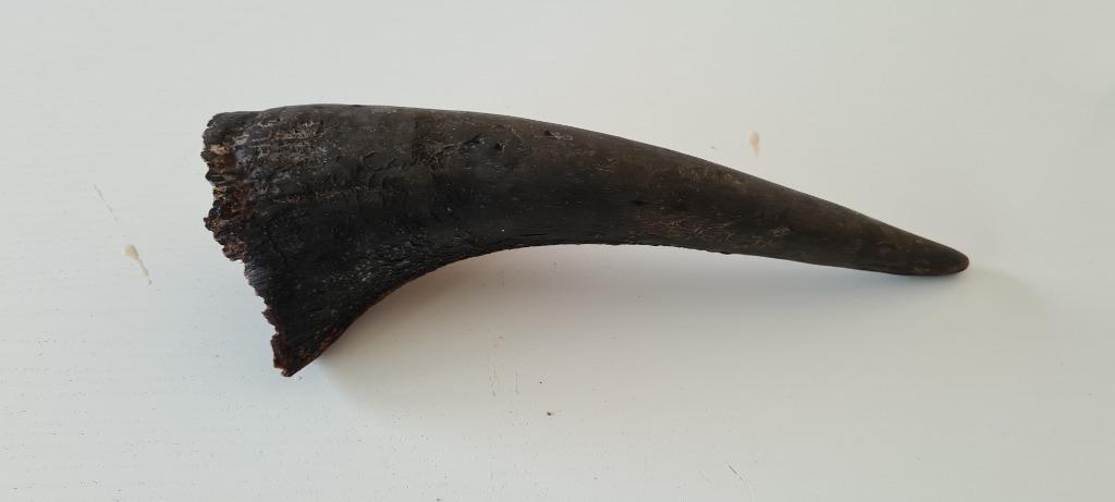 Hoorn van een stier of een buffel , Verzamelen, Ophalen of Verzenden