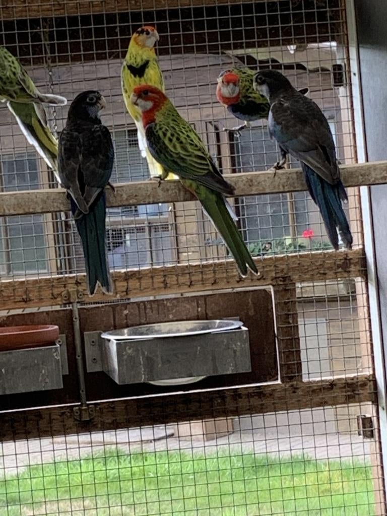 Rosella parkieten, Dieren en Toebehoren, Vogels | Parkieten en Papegaaien, Meerdere dieren, Parkiet, Geringd