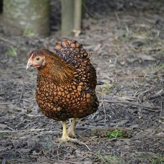 Wyandotte krielkippen jonge hennen beschikbaar, Dieren en Toebehoren, Vrouwelijk, Kip