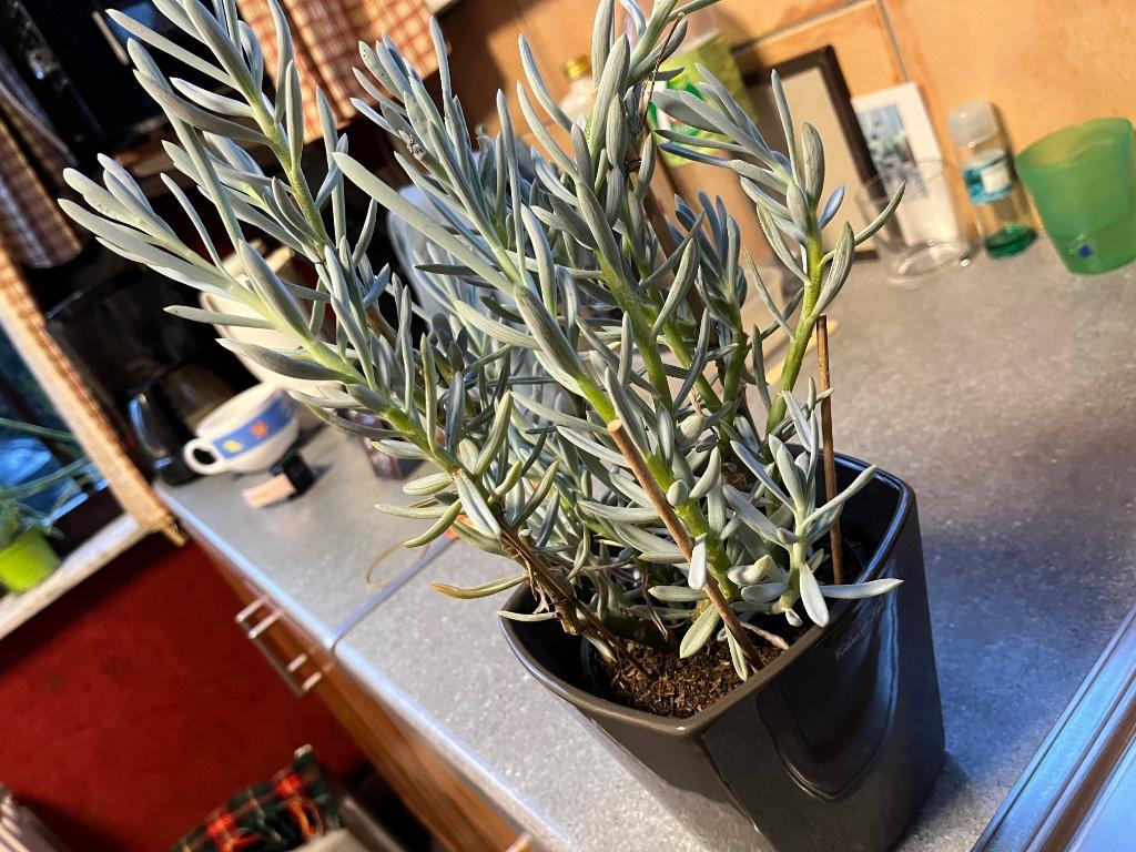 Blauwe vetplant in cache-pot - 42 cm, Huis en Inrichting, Vetplant, Ophalen of Verzenden, In pot, Bloeiende kamerplant