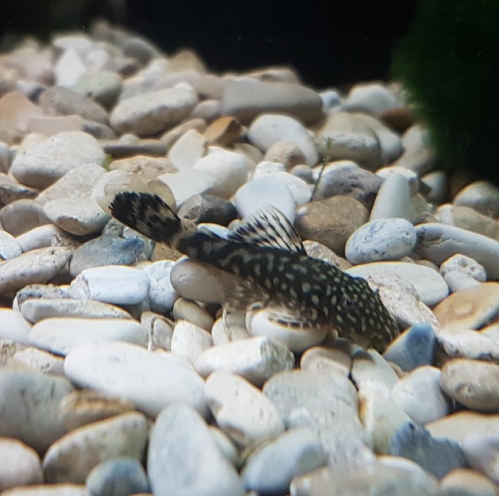 Algeneter borstelneus, Poisson