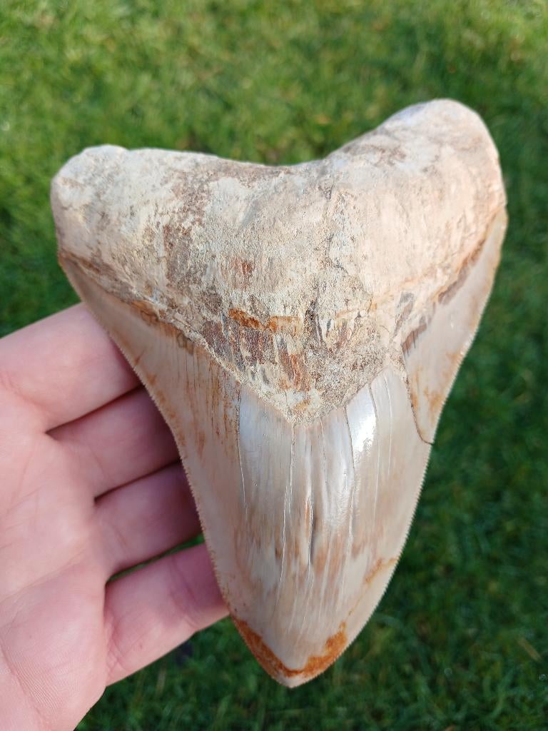 Megalodon haaientand 13,2 cm fossiel, Ophalen of Verzenden, Fossiel