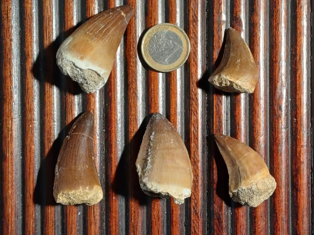 Lotjes van telkens 5 fossiele tanden mosasaurus, Verzamelen, Mineralen en Fossielen, Ophalen of Verzenden, Fossiel