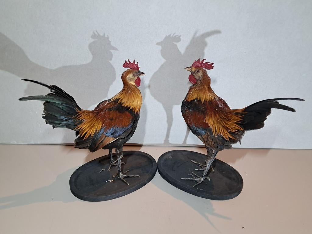 2 magnifiques coqs en peluche neufs à 95€ chacun., Enlèvement ou Envoi, Comme neuf, Animal de ferme, Animal empaillé