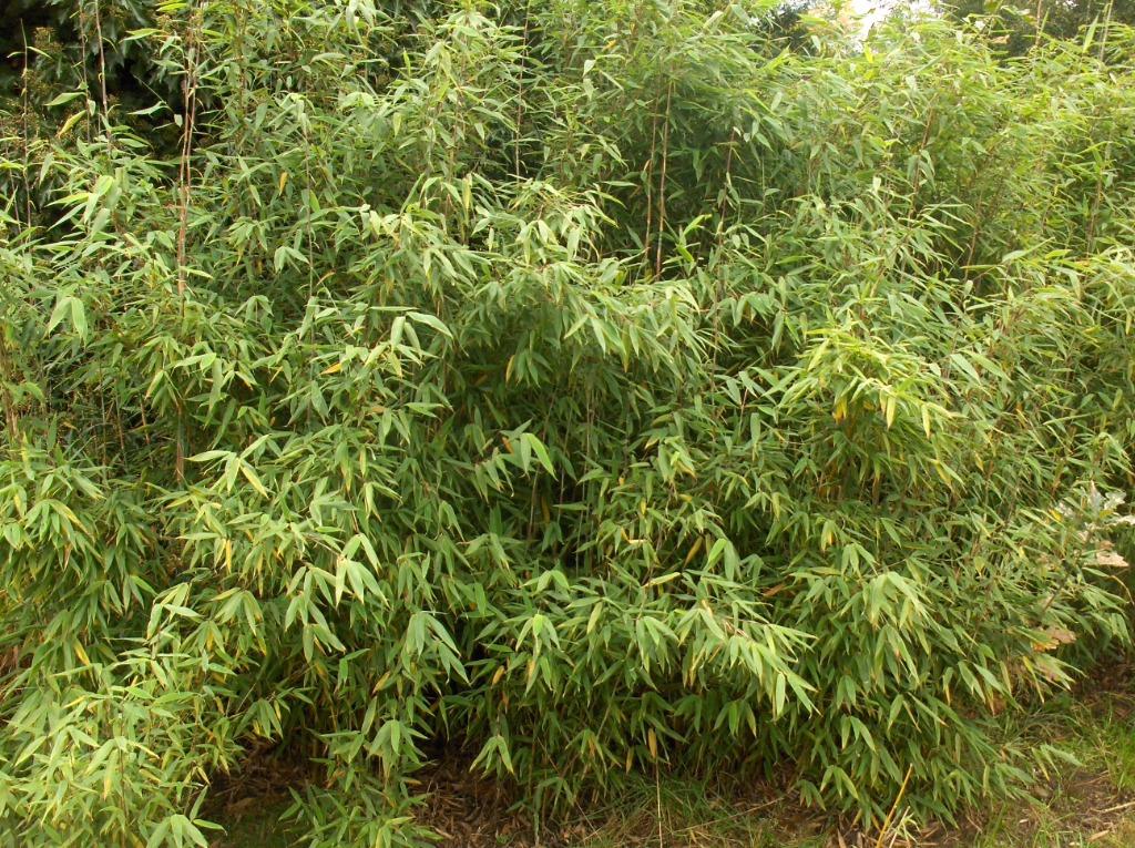 Bamboe Fargesia murielae Grühne Hecke, Ophalen, Bamboe, Haag