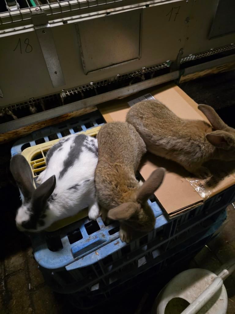 Vleeskonijn, Dieren en Toebehoren, Konijnen