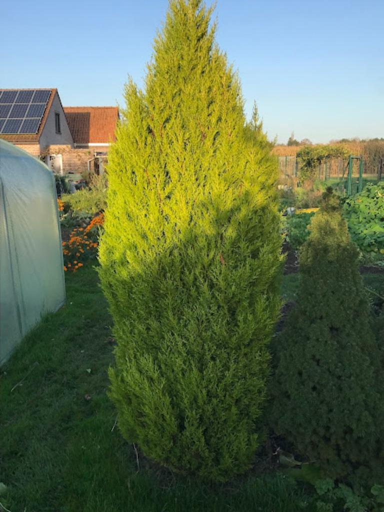naaldboom, Ophalen