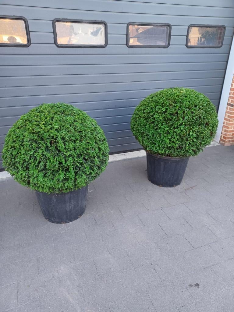 Taxus baccata, Ophalen, Taxus, Struik, 100 tot 250 cm