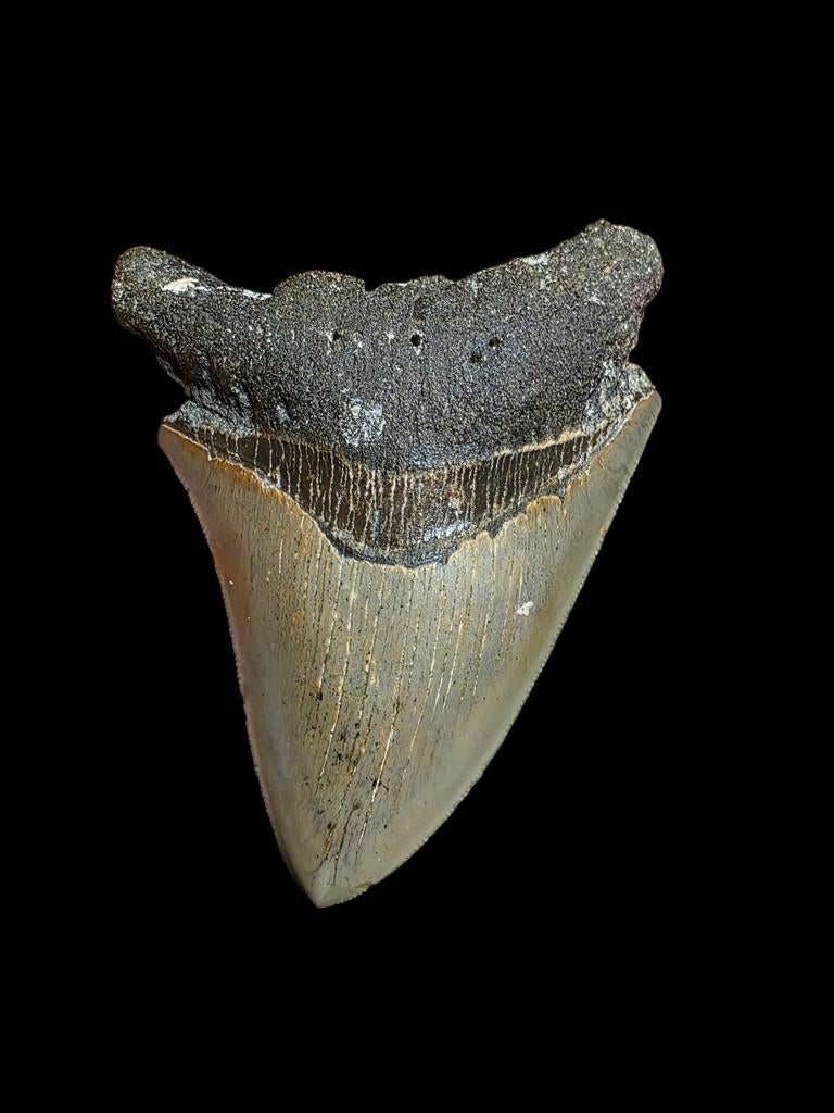 Grote Carcharodon megalodon tand 4,53" / 11,51 cm., Verzamelen, Ophalen of Verzenden, Fossiel