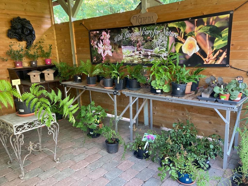 De nombreuses plantes spéciales, Autres espèces, Été, Enlèvement, Plante fixe