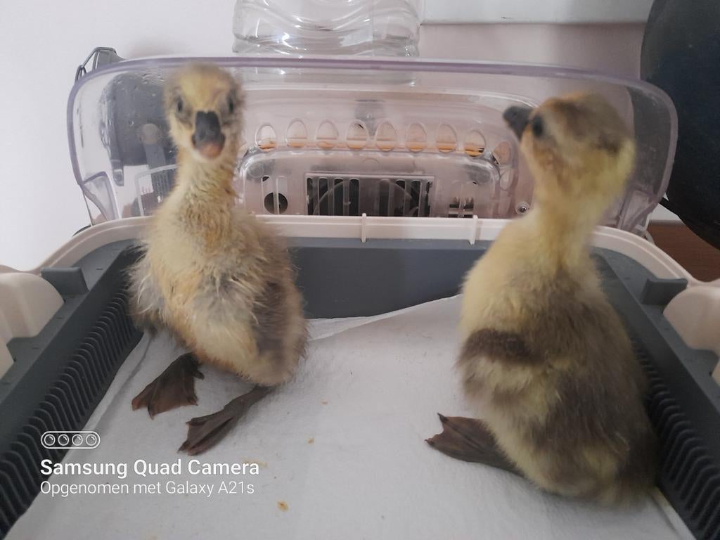 2 poussins oies nés le 08.05.2026