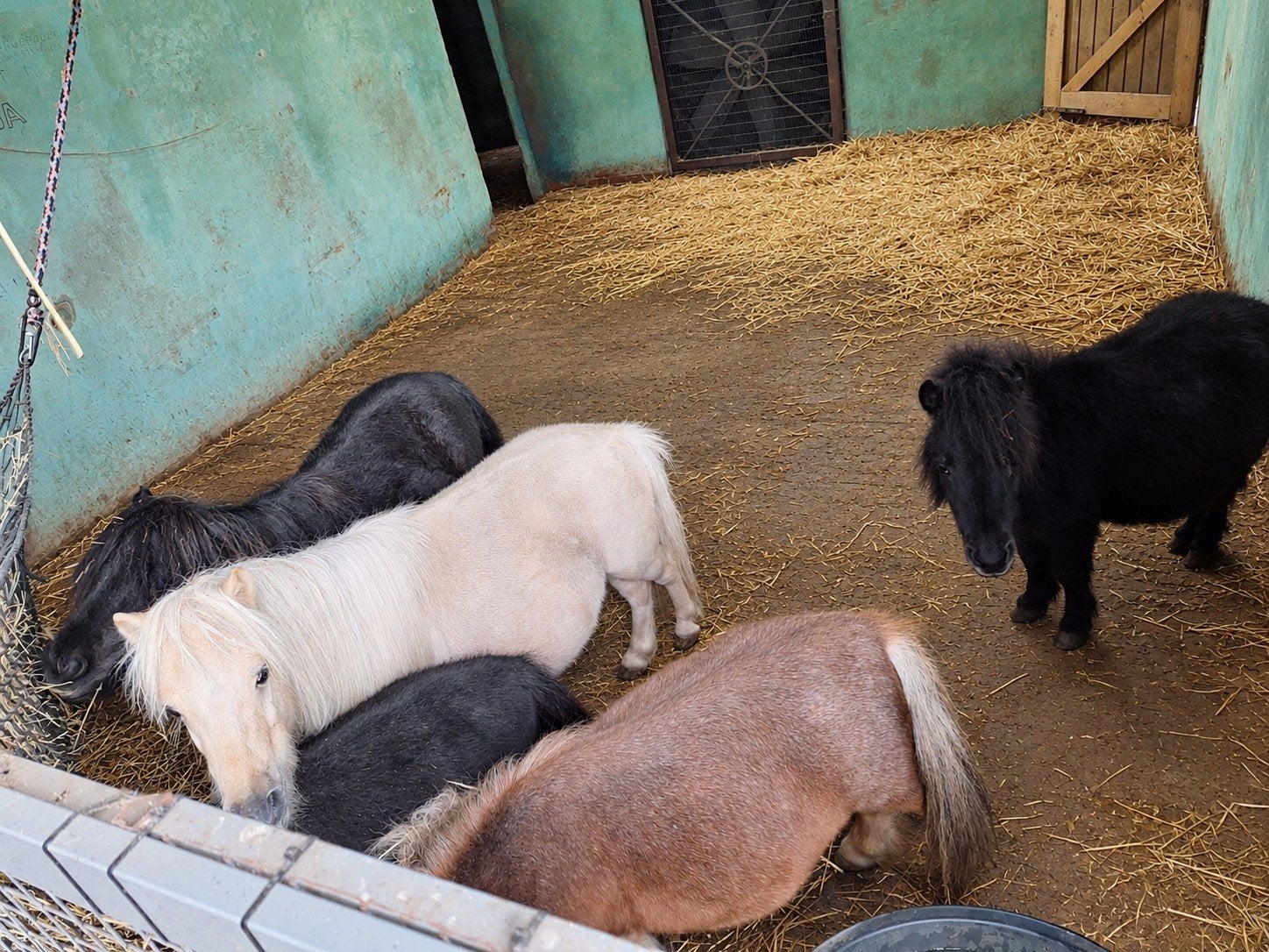 5 shetlander´s, Dieren en Toebehoren, Gechipt, B, A pony (tot 1.17m), Meerdere dieren