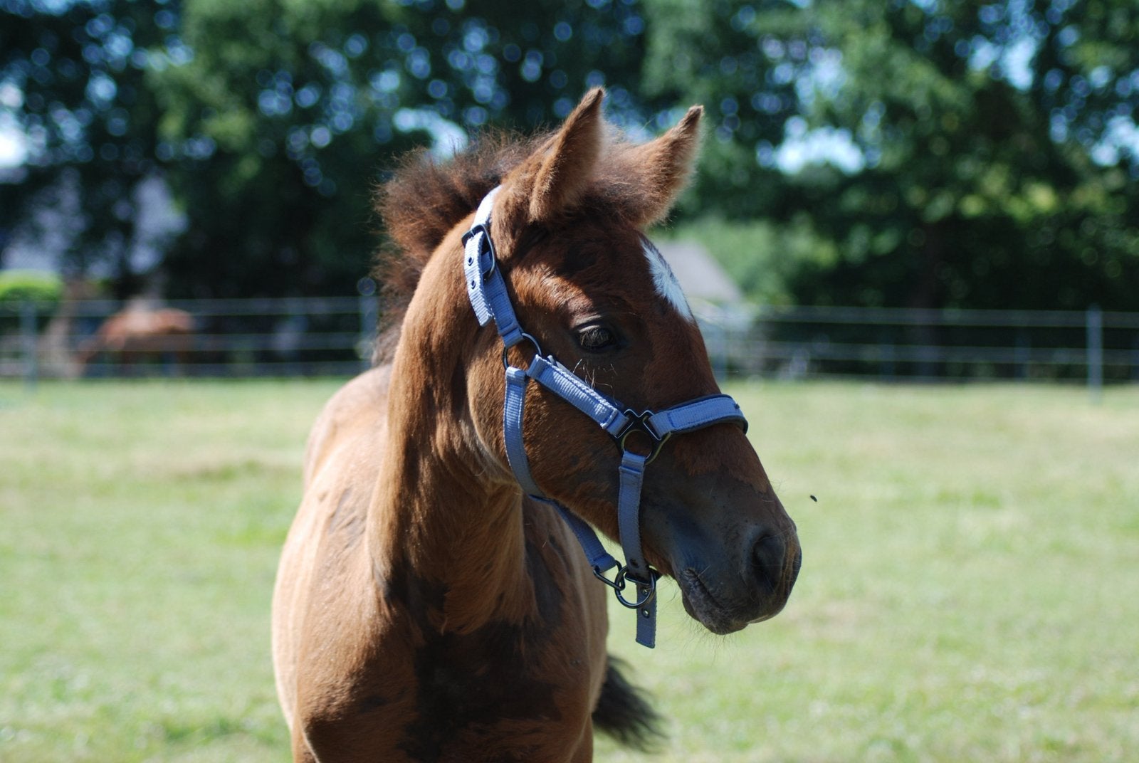 Veulen D pony, Dieren en Toebehoren, Merrie, 0 tot 2 jaar, Gechipt, Onbeleerd