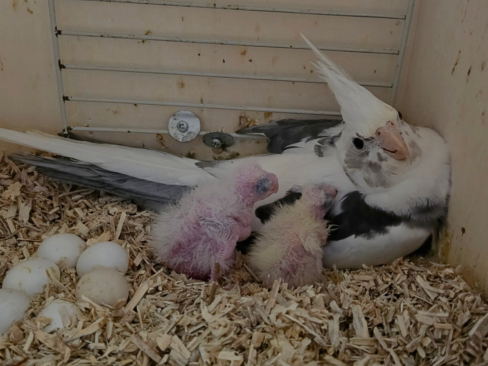 Calopsittes à vendre pour des raisons de santé, Plusieurs animaux, Perruche, Bagué