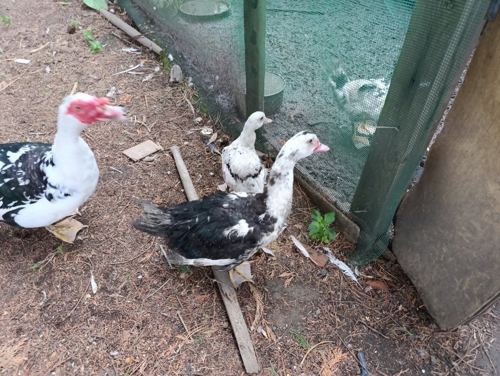 Barbarie eend, Dieren en Toebehoren, Meerdere dieren, Eend