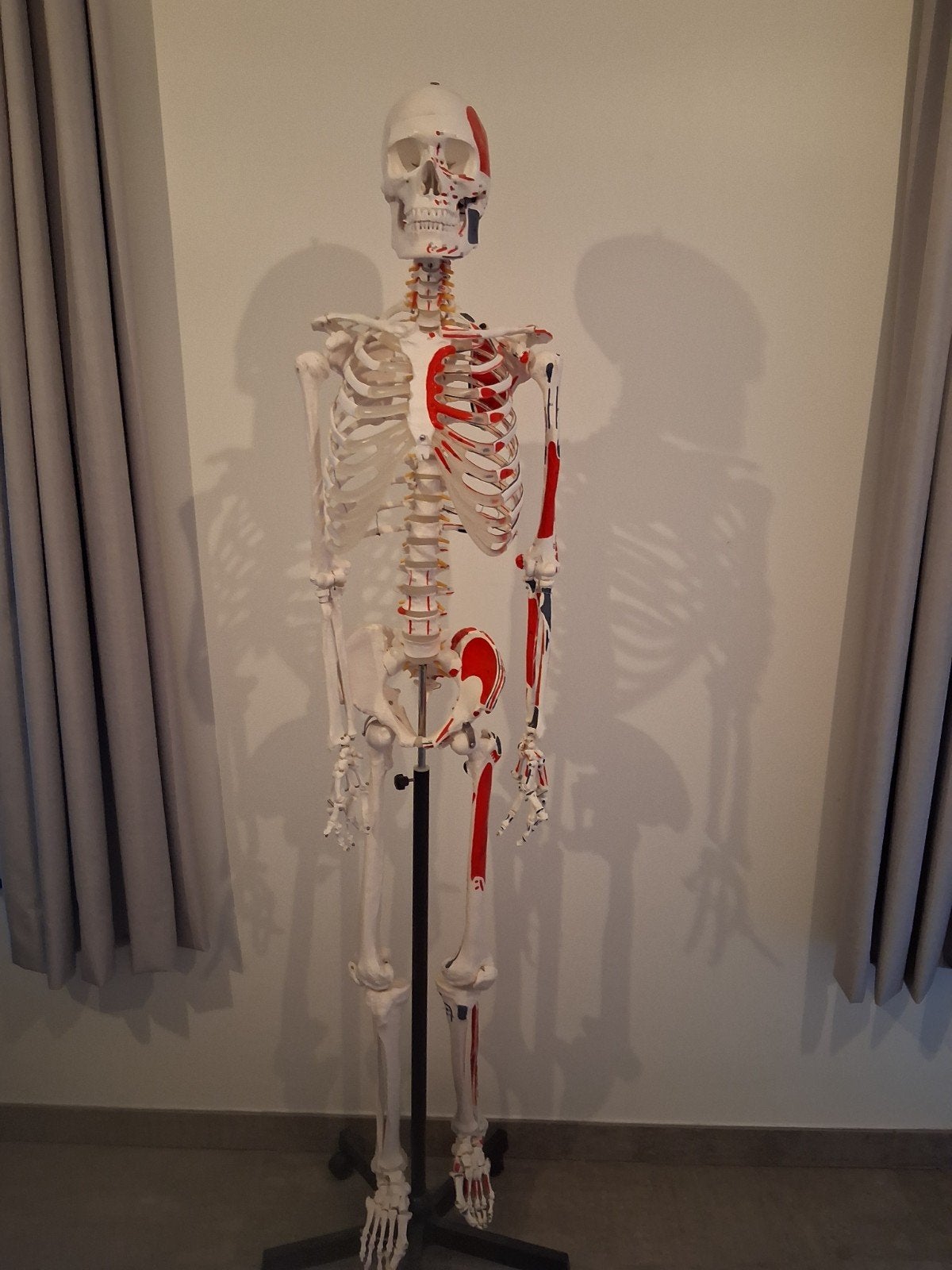 Anatomisch skelet met spierinserties, Enlèvement