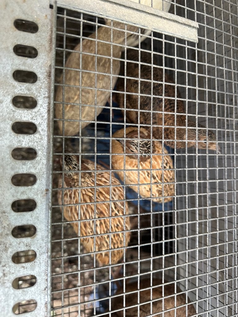 Kwartel haantjes, Dieren en Toebehoren, Mannelijk, Overige soorten