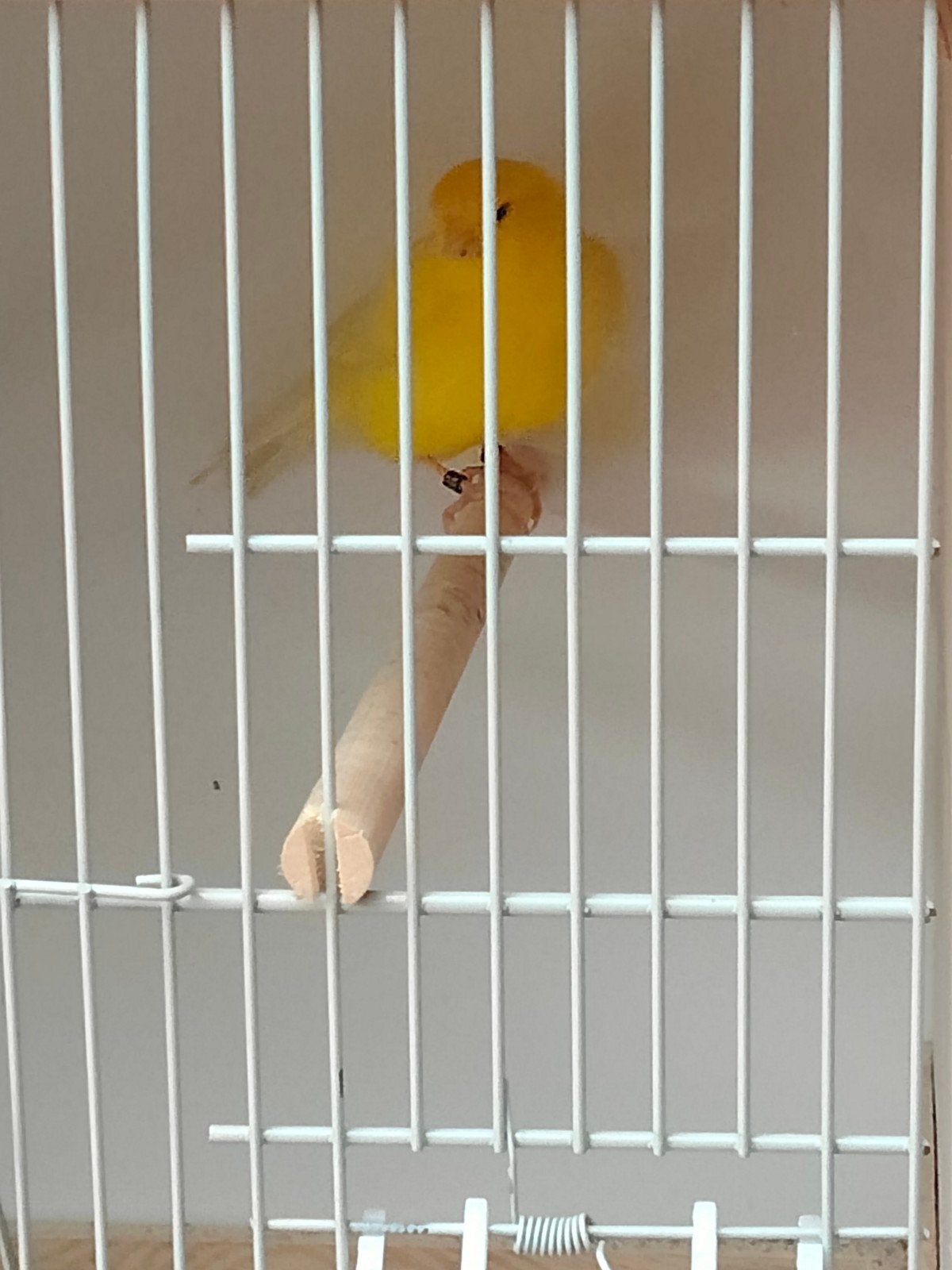 Kanarie man, Dieren en Toebehoren