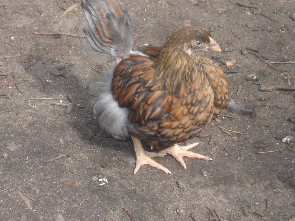 wyandotte hen (kriel), Dieren en Toebehoren, Vrouwelijk, Kip
