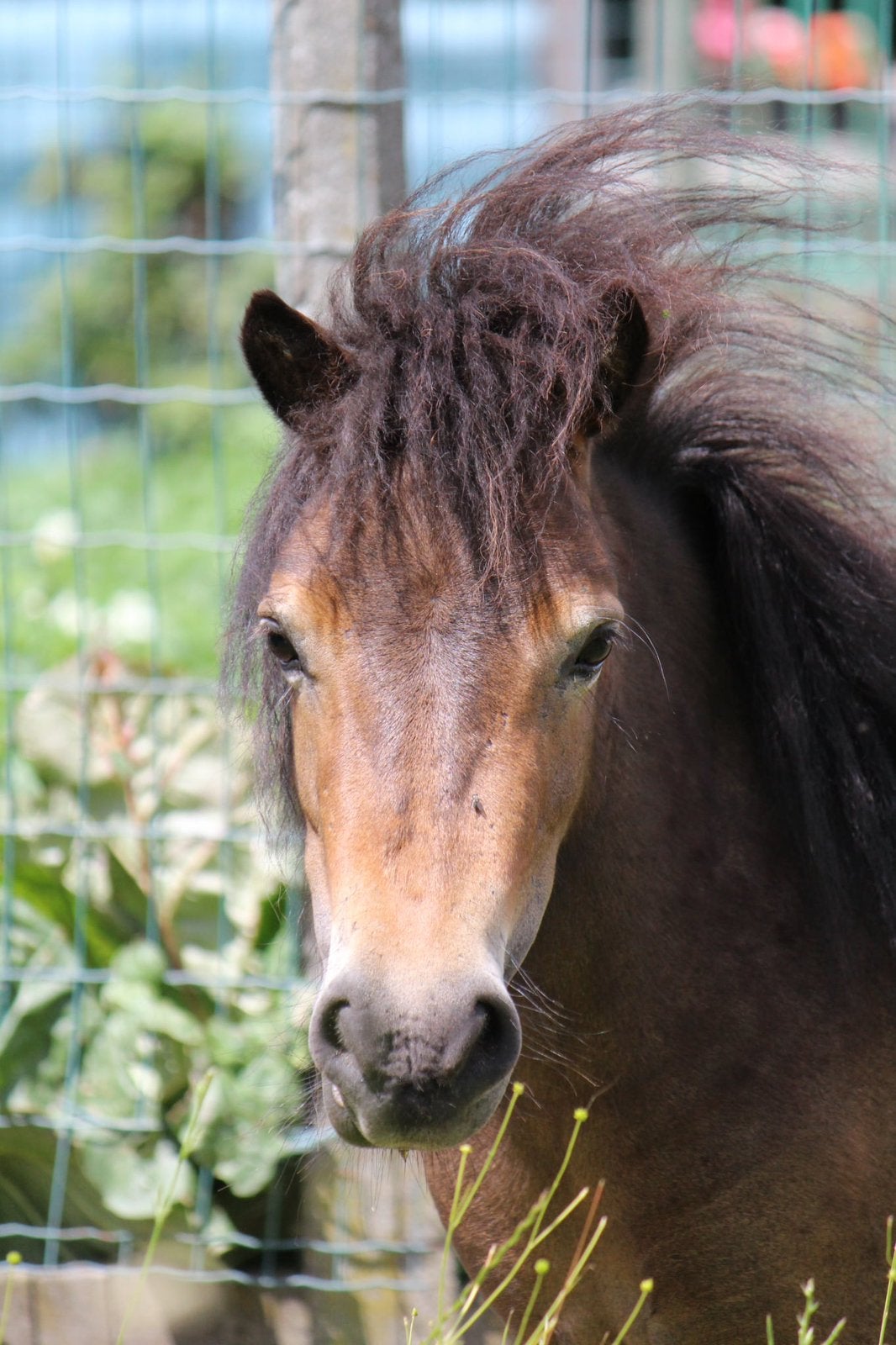 Zeer toffe shetlandpony merrie, Animaux & Accessoires, Poneys, Jument, Ne s'applique pas, Poney A (jusqu'à 1.17 m), 3 à 6 ans