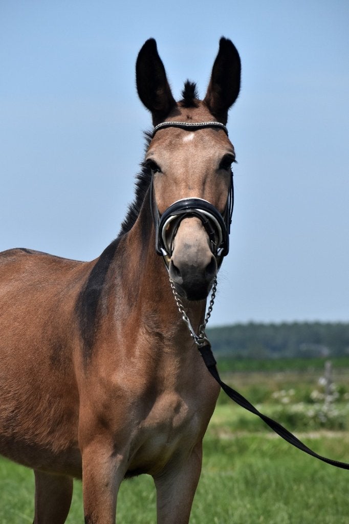 ## BIJZONDERE, super makke & ALLERLEUKSTE muilezel ##, Dieren en Toebehoren, Paarden, Merrie, Gechipt, 3 tot 6 jaar