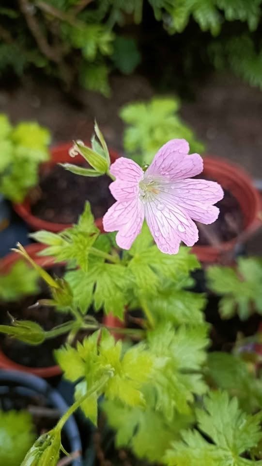 allerlei plantjes waar ik maar weinig potjes meer van heb, Tuin en Terras, Vaste plant, Halfschaduw, Zomer, Ophalen